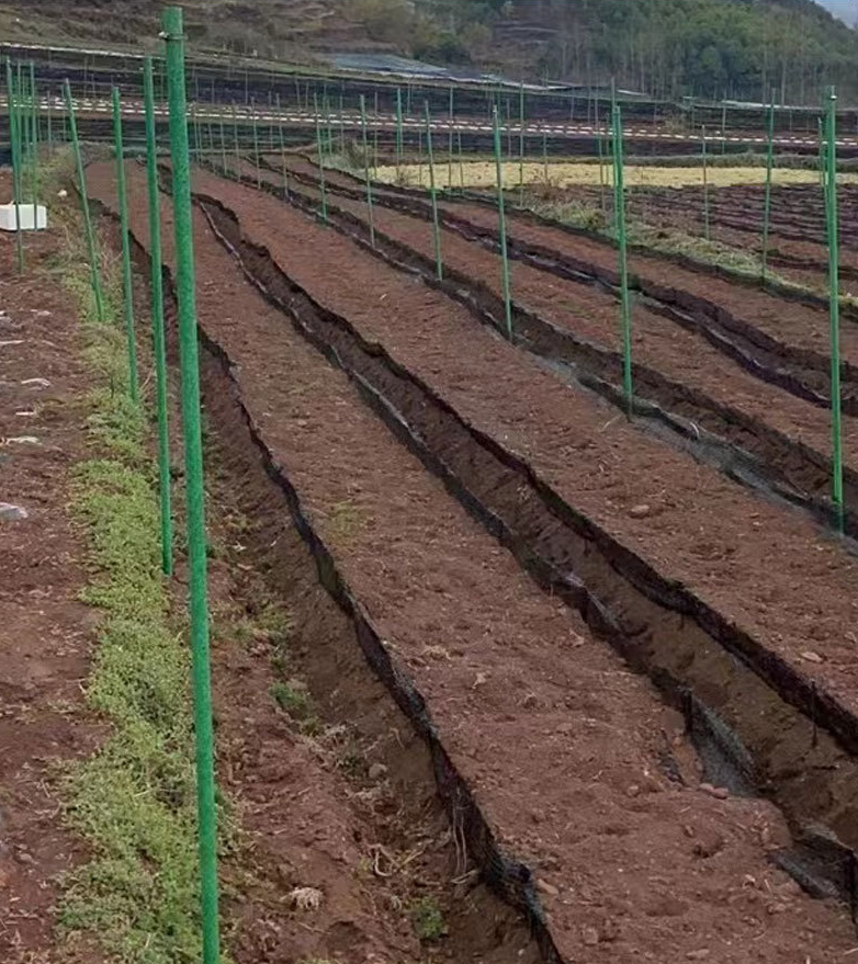 碳纖維樹（shù）木支撐架3